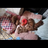 Cockapoo