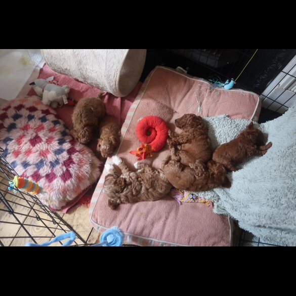 Cockapoo