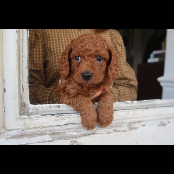 Cockapoo