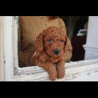 Cockapoo