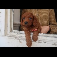 Cockapoo