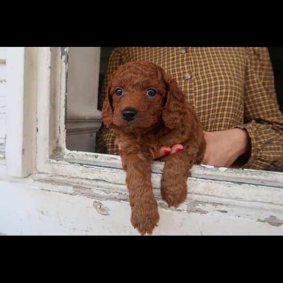 Cockapoo