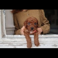 Cockapoo