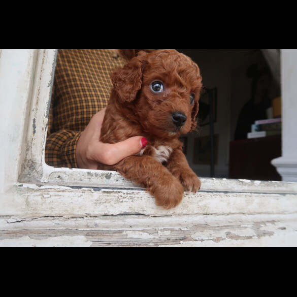 Cockapoo