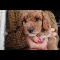 Cockapoo