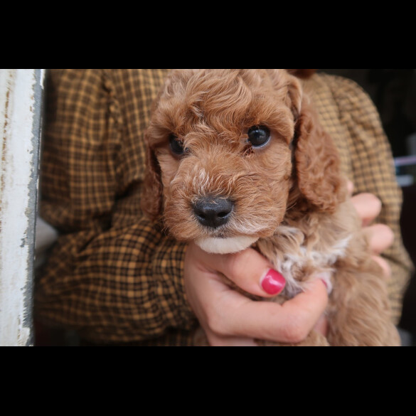 Cockapoo