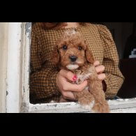 Cockapoo