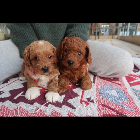 Cockapoo