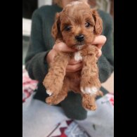 Cockapoo