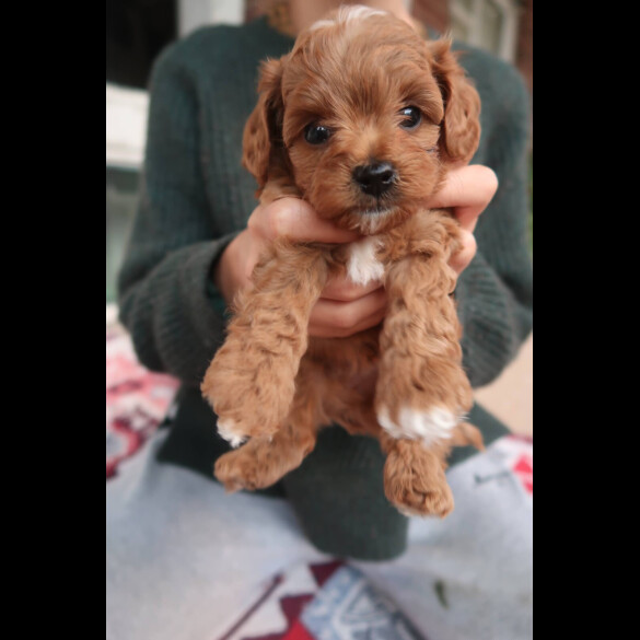 Cockapoo