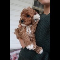 Cockapoo