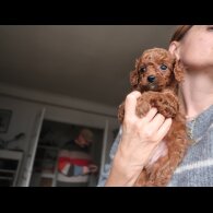 Cockapoo