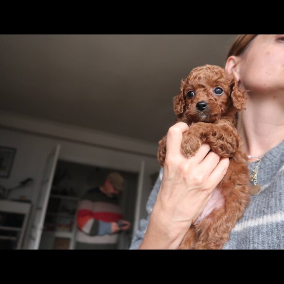 Cockapoo