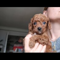 Cockapoo