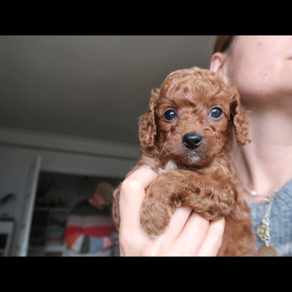 Cockapoo
