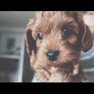 Cockapoo