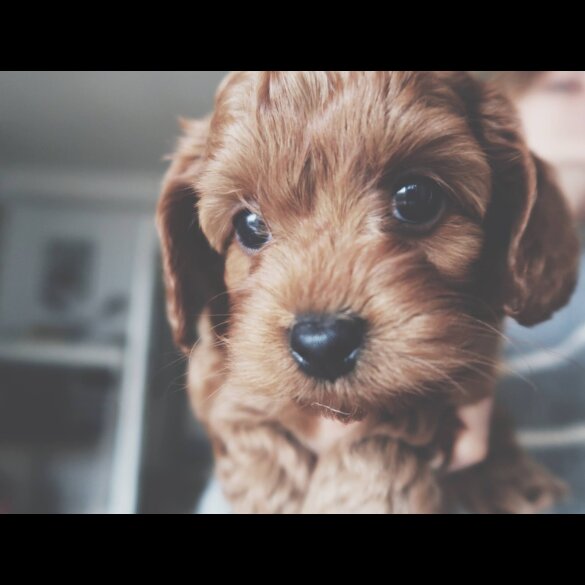 Cockapoo