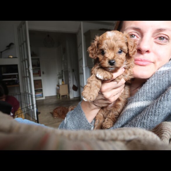 Cockapoo