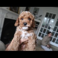 Cockapoo