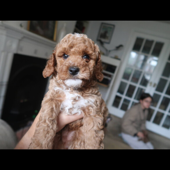 Cockapoo