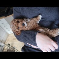 Cockapoo