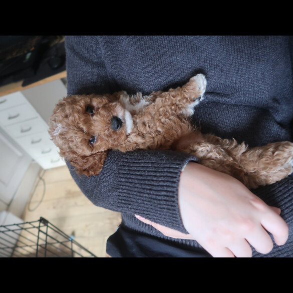 Cockapoo