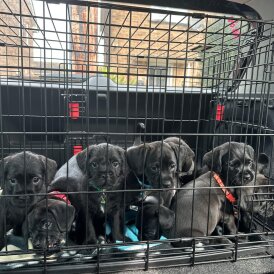 Cockapoo