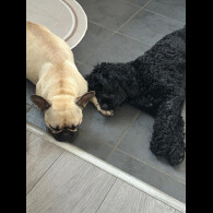 Cockapoo