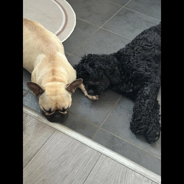 Cockapoo