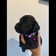 Cockapoo