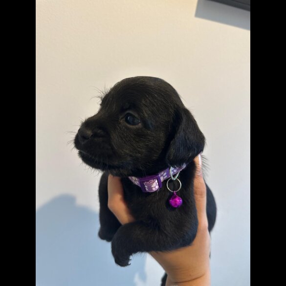 Cockapoo