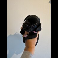 Cockapoo