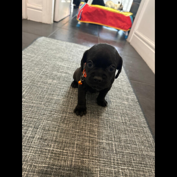 Cockapoo