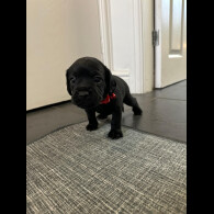 Cockapoo