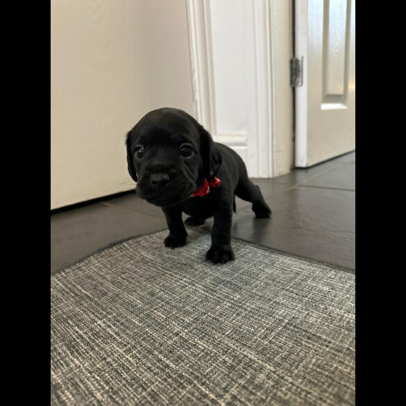 Cockapoo