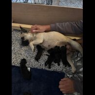 Cockapoo
