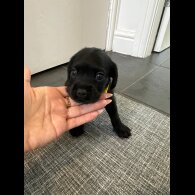 Cockapoo