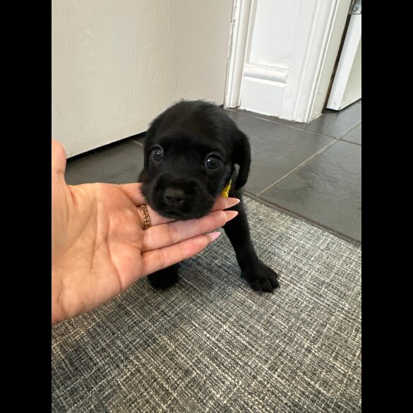 Cockapoo