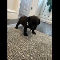 Cockapoo
