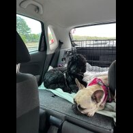 Cockapoo