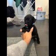 Cockapoo