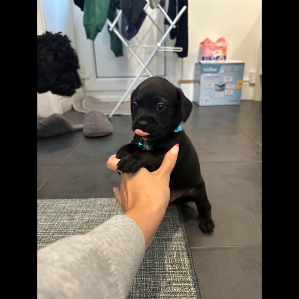 Cockapoo