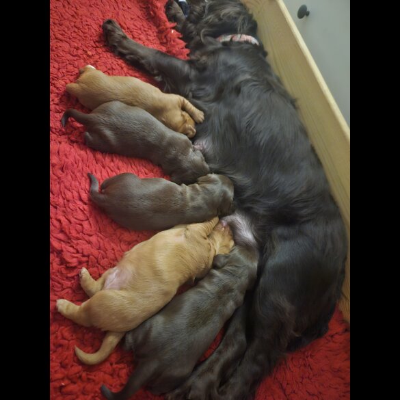 Working Cocker Spaniel