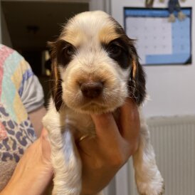 Cocker Spaniel (Show)