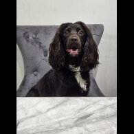Working Cocker Spaniel