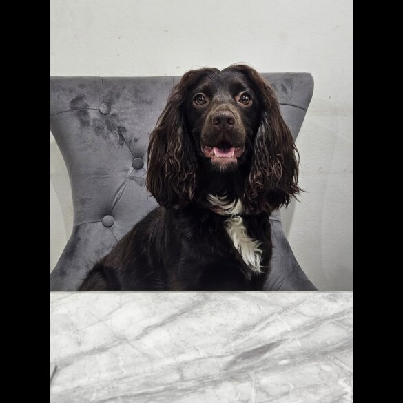 Working Cocker Spaniel