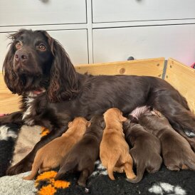 Working Cocker Spaniel