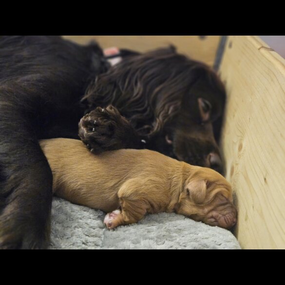Working Cocker Spaniel