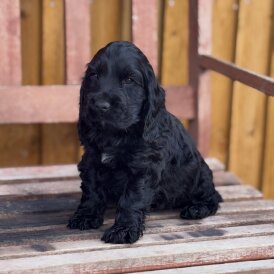 Cocker Spaniel (Show) - Dogs