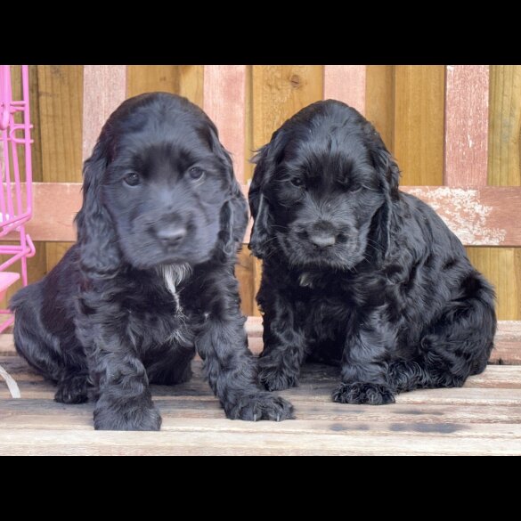 Cocker Spaniel (Show) - Dogs